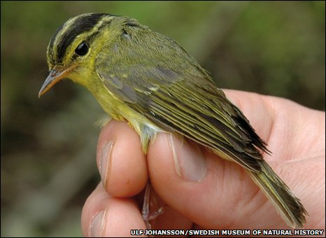 _46922762_warbler