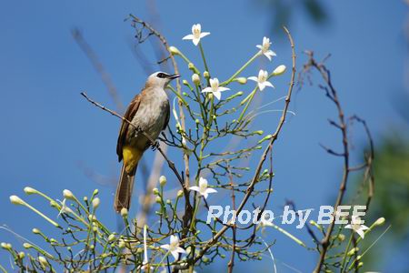 bulbul_yv_1200x800_1.jpg