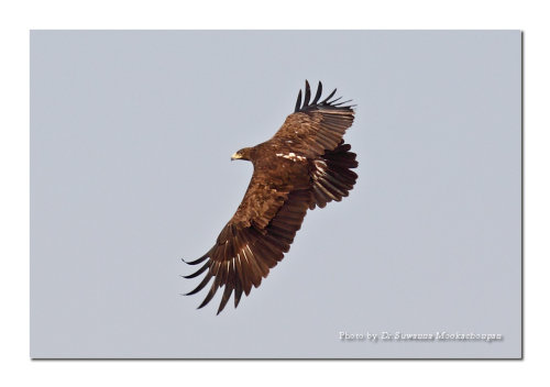 eagle01
