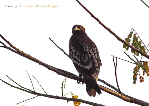 eagle12