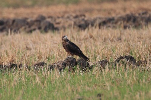 eagle4