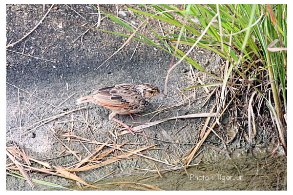 redwing