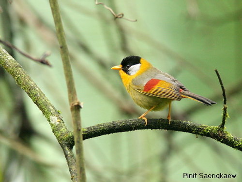 silver-eared mesia01
