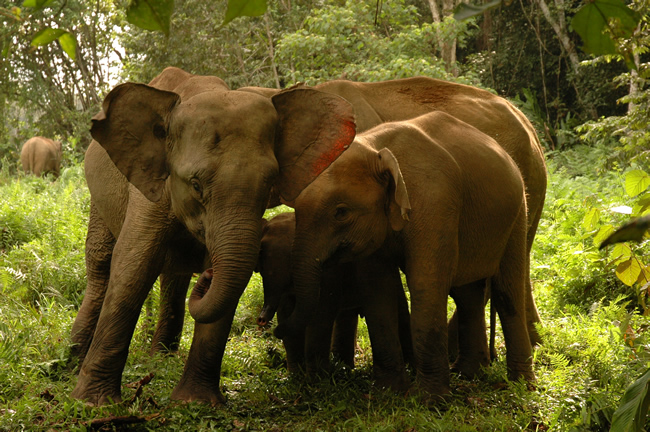 pygmy_elephant_21