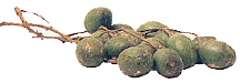 มะกอกฝรั่ง (MaKork Farang)