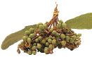 ชับพลา, พับพลา (ChabPla, PabPla)