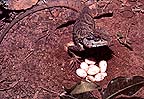 ĵԡ ҧ ͧ 駡 Forest Crested Lizard (ԡʹٻ˭)