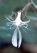 ͧ§  д (Pleione maculata (Lindl.) Lindl.) ԡʹٻ˭