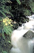 ѧԹ  ѧ (Habenaria rhodocheila Hance) ԡʹٻ˭