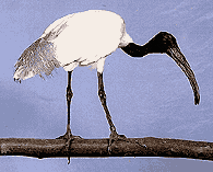 ͹¢   (Black-headed Ibis / Threskiornis melanocephalus) (ԡʹٻ˭)