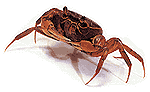 mealy-crab ٷš