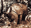 Sumatran rhino