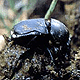 ش (Dung Beetles) (ԡʹҾ˭)