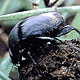 Dung Beetles