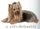 (คลิกดูภาพใหญ่)
