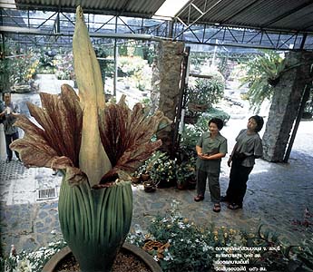 http://www.sarakadee.com/feature/2003/07/images/titan_arum_02.jpg