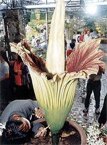 http://www.sarakadee.com/feature/2003/07/images/titan_arum_03.jpg