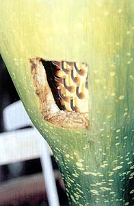 http://www.sarakadee.com/feature/2003/07/images/titan_arum_04.jpg