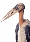 นกตะกราม (Greater Adjutant) คลิกเพื่อดูภาพใหญ่