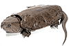 เต่าปูลูไทย (Big-headed turtle) คลิกเพื่อดูภาพใหญ่