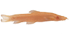 ปลาค้อถ้ำวังบาดาล (Cave loach) คลิกเพื่อดูภาพใหญ่