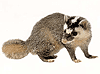 ������� (Burmese ferret-badger) ��ԡ���ʹ��Ҿ�˭�