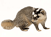 หมาหริ่ง (Burmese ferret-badger) คลิกเพื่อดูภาพใหญ่