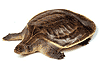 ��ҹ����� (Siamese giant-softshell turtle) ��ԡ���ʹ��Ҿ�˭�