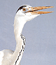 ҹ (Gray heron) ԡʹҾ˭