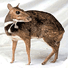 ��Ш����� (Larger Malay Mouse Deer) ��ԡ���ʹ��Ҿ�˭�
