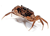 ปูทูลกระหม่อม, ปูแป้ง (Mealy crab) คลิกเพื่อดูภาพใหญ่