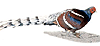 ไก่ฟ้าหางลายขวาง (Burmese Mrs. Hume's Pheasant) คลิกเพื่อดูภาพใหญ่