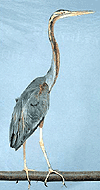 นกกระสาแดง (Purple Heron) คลิกเพื่อดูภาพใหญ่