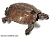 Ҩѡ (Spiny turtle) ԡʹҾ˭