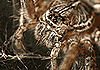 (spider) แหล่งท่องเที่ยว ธรรมชาติ