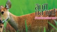 สารคดีพิเศษ ฉบับที่ ๓๑๘ สำหรับคนทั่วไป “ภาพถ่ายสัตว์ป่า” ก็อาจเหมือนภาพถ่ายธรรมดาๆ คือขอให้คุณเดินเข้าไปในป่า พอเห็นสัตว์ป่าก็ยกกล้องถ่ายรูปกดชัตเตอร์ เท่านี้ก็ได้ภาพงามๆ แล้ว