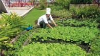 ถ้าเอ่ยถึง "โรงแรมที่เป็นมิตรต่อสิ่งแวดล้อม" ในมโนทัศน์อาจปรากฏภาพรีสอร์ต กระท่อมไม้ไผ่เรียงตัวเป็นทิวแถวท่ามกลางธรรมชาติสวยงาม