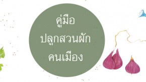 สำหรับคนเมืองที่มีพื้นที่บ้านไม่มากนัก อาจมีที่ว่างตรงระเบียง ดาดฟ้า หน้าบ้าน หลังบ้านหรือข้างบ้าน ก็เพียงพอให้ตั้งกระถางปลูกผักกันแล้วละ  