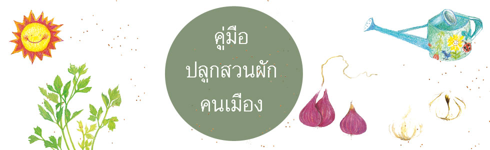 สำหรับคนเมืองที่มีพื้นที่บ้านไม่มากนัก อาจมีที่ว่างตรงระเบียง ดาดฟ้า หน้าบ้าน หลังบ้านหรือข้างบ้าน ก็เพียงพอให้ตั้งกระถางปลูกผักกันแล้วละ  