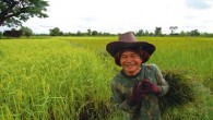 หัวเราะ และน้ำตาใน ทุ่งกุลาร้องไห้ เรื่อง : วีระศักร จันทร์ส่งแสง ภาพ : วิจิตต์ แซ่เฮ้ง ทุ่งกุลาอยู่ตรงไหน ทุ่งกุลาร้องไห้ อาจเป็นความหดหู่ คลุมเครือ ลึกลับ ในความรู้สึกของคนที่ได้ยินชื่อ หรือแม้กระทั่งคนในท้องถิ่นเอง “ทุ่งกุลาอยู่ตรงไหน ?” นักเขียนถามเจ้าถิ่นเมื่อมายืนอยู่ในทุ่งกุลาแล้ว พระหนุ่มที่วัดแสนสีตอบ “ใจกลางของมันอยู่ที่สระสี่เหลี่ยม” “ผมว่าน่าจะอยู่แถวลำพลับพลา” เป็นคำตอบของอดีตนายฮ้อยเมืองสุวรรณภูมิ “อยู่นี่แหละ โน่นไงกองขี้นกอินทรีหลังบ้านผมน่ะ” พ่อใหญ่เจ้าของร้านชำข้างโรงเรียนบ้านโพนครกน้อยบุ้ยหน้าไปทางหลังบ้าน “แล้วอาณาเขตของมันกินคลุมไปถึงไหนครับ ?” “โคราชโน่นแหละ” พ่อใหญ่วาดมือไปทางตะวันตก ตรงกับที่พ่อใหญ่จากหมู่บ้านหว่านไฟ ร้อยเอ็ด เคยบอกนักเขียนว่า หางทุ่งกุลากินคลุมไปถึงตลาดแค นครราชสีมา “ทิศเหนือก็จดขอนแก่น สารคาม ทิศตะวันออกก็บ่อพันขัน ราษีไศล ทิศใต้ก็สตึก บุรีรัมย์” แผนที่จากปากคำพ่อใหญ่เจ้าของร้านชำตรงตามข้อมูลทางภูมิศาสตร์ของที่ราบสูงอีสานที่นักเขียนเคยอ่านมา บางตำราวิชาการทางธรณีวิทยาบอกว่า ดินแดนแถบนี้ประกอบขึ้นจากแอ่งแผ่นดิน ๒ แอ่งใหญ่ คือแอ่งสกลนครทางอีสานเหนือกับแอ่งโคราชในเขตอีสานใต้ อันเป็นที่ราบกว้างใหญ่กินพื้นที่ตั้งแต่จังหวัดนครราชสีมา ตอนใต้ของจังหวัดขอนแก่น กาฬสินธุ์ มหาสารคาม ร้อยเอ็ด ยโสธร อำนาจเจริญ จนถึงอุบลราชธานี กับทางตอนบนของบุรีรัมย์ สุรินทร์ และศรีสะเกษ ในเขตลุ่มน้ำมูนซึ่งยามหน้าฝนจะมีน้ำเอ่อล้นฝั่งแทบทุกปี เนื่องจากสภาพพื้นที่เป็นแอ่งกระทะขนาดใหญ่ ยาวไปตามลำน้ำซึ่งไม่เอื้อให้น้ำระบายออกไปอย่างรวดเร็ว ครั้นเข้าหน้าแล้งน้ำระเหยแห้งกลายเป็นทุ่งโล่ง ดินกร่อยทำการเพาะปลูกไม่ได้ เป็นทุ่งร้างที่มีแต่พงหญ้าและไม้พุ่มขนาดเล็กขึ้นประปราย คั่นแบ่งแอ่งราบกว้างใหญ่ออกเป็นท้องทุ่งย่อย ๆ ที่คนท้องถิ่นเรียกกันว่า ทุ่งสำริด ทุ่งปู่ป๋าหลาน ทุ่งหมาหลง ทุ่งหลวง ทุ่งกุลาร้องไห้ ทุ่งราษีไศล แต่ชื่อของทุ่งกุลาร้องไห้ดูจะคุ้นความรู้สึกของผู้คนมากที่สุด ในภาพของท้องทุ่งอันเวิ้งว้างกว้างไกล ลมแรงอย่างโหดร้าย ยามหน้าฝนน้ำท่วม ถึงยามแล้งก็แล้งไร้ไปสิ้นตั้งแต่ดินถึงฟ้า จนเมื่อปี ๒๕๑๔ กรมพัฒนาที่ดินเริ่มเข้ามาสำรวจและวางแผนการใช้ที่ดินในพื้นที่แห้งแล้งกันดารแถบลุ่มน้ำมูนตอนกลาง กำหนดเอาพื้นที่ ๒,๑๐๗,๖๙๐ ไร่ใน ๕ จังหวัด เป็นพื้นที่เป้าหมายของ “โครงการพัฒนาทุ่งกุลาร้องไห้” ทุ่งกุลาร้องไห้ตามการกำหนดขอบเขตของกรมพัฒนาที่ดินอยู่ระหว่างฝั่งด้านเหนือของแม่น้ำมูนตอนกลางกับแม่น้ำชีตอนล่าง ในพื้นที่ลุ่มน้ำของแม่น้ำสาขาอีกหลายสาย ได้แก่ ลำเสียวใหญ่ ลำเสียวน้อย ลำเตา ทางตอนบนของทุ่ง ลำพังชูทางตะวันตก รวมทั้งลำพลับพลาที่ไหลผ่านกลางทุ่งกุลา พื้นที่เกือบครึ่งหนึ่งของทุ่งกุลาร้องไห้ตามการขีดเขตอย่างเป็นทางการอยู่ในเขตอำเภอเกษตรวิสัย อำเภอสุวรรณภูมิ จังหวัดร้อยเอ็ด อีกราว...