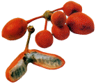 fruits28