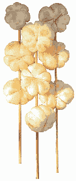 มังคุดคัด (MangKud-Kad)