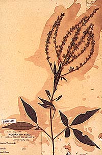 Vitex negundo Linn. พระยาวินิจวนันดร เป็นผู้พบ