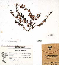˹ Aristolochia helix Phuphathanaphong