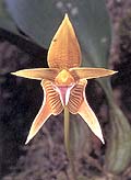 ԧҨ (Bulbophyllum smitinandii Seidenf. & Thorut) ԡʹٻ˭