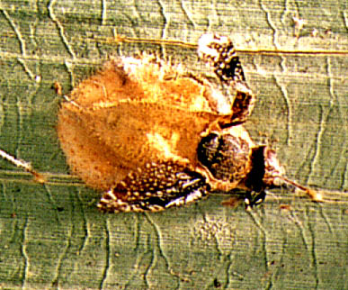 แนะนำสารคดีพิเศษ ฉบับที่ 172 4 fungi2