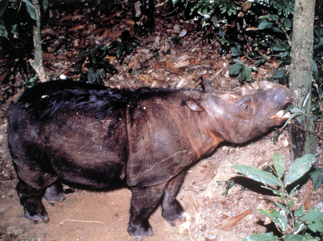 rhino pict2