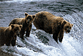 ฉบับหน้า : เผชิญหน้ากับหมี Grizzly (คลิกดูภาพใหญ่)