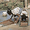 (คลิกดูภาพใหญ่)