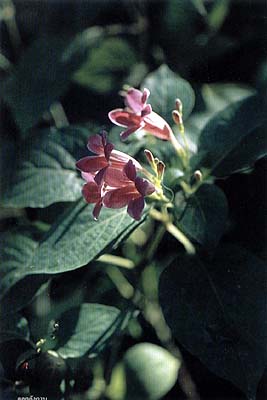 flower aungkub